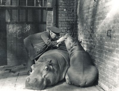 1927年3月にZSLロンドン動物園で飼育されていたカバのジーンとジミーとキーパーのアーニーボウマン 作： Frederick William Bond